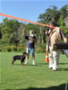 Rottweiler Puppies 4-6 mth: 0004 Mirko Vom Kummelsee S3
