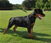 Rottweiler Puppies 4-6 mth: 0019 X Nemo Vom Blaurasen VP1 Best Male Puppy