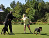 Rottweiler Puppies 4-6 mth: 0024