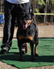 12-18 mth Rottweiler Females: 0386 Emilie Vom Hause Schwartz V