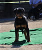 4-6 mth rottweiler females: 0104 Gentry Creeks Sasha VP1