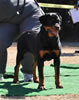 6-9 mth Rottweiler Females: 0136 Sasha Vom Drakkenfels VP