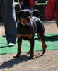 6-9 mth Rottweiler Females: 0141 Farrah Vom Der Stark VP4