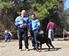 6-9 mth Rottweiler Females: 0171 Under My Umbrella VP1 And Best Female Puppy