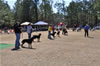 9-12 mth Rottweiler Females: 0212