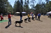 9-12 mth Rottweiler Females: 0213