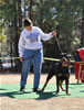 Rottweiler Females Open: 0643 Mona Von Drakkenfels V