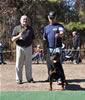 Rottweiler Females Open: 0671 Perca Von Haysherak V2