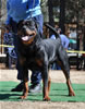 12-18 mth Rottweiler males: 0246 Leo Of Nicolas Lion V3