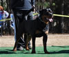18-24 mth Rottweiler males: 0307 Fritz Wilhelm Von Landschaft V1