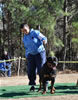 18-24 mth Rottweiler males: 0314 Izzy Vom Wesburg V3