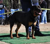 18-24 mth Rottweiler males: 0322 Kingdom Rottweilers Titan SG