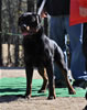 9-12 mth Rottweiler males: 0064 Garth Von Stolz Seinauf VP4