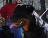 9-12 mth Rottweiler males: 0068 Dominico Von Der Alten Festung VP3