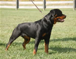 rottweiler females 12-18 month: 0035 Podratzs Seager Vom Hause G Rated