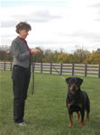 rottweiler females 12-18 month: 0043 Lorals Never Enough V3