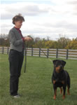 rottweiler females 12-18 month: 0044 Lorals Never Enough V3