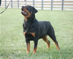 rottweiler females 12-18 month: 0046 Lorals Never Enough V3