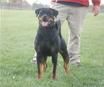 rottweiler females 12-18 month: 0053 Gunda Vom Waldbach G Rated