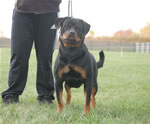 rottweiler females 12-18 month: 0071 Jetta Von Der Rod V2
