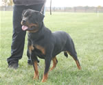 rottweiler females 12-18 month: 0078 Jetta Von Der Rod V2