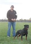 rottweiler females 12-18 month: 0087 Atia V Deutschen Erbe V-rated