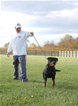 rottweiler females 12-18 month: 0108 Chandra Des Gladiateurs De Rottweil V1-rated