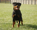 rottweiler females 12-18 month: 0110 Chandra Des Gladiateurs De Rottweil V1-rated