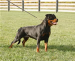rottweiler females 12-18 month: 0114 Chandra Des Gladiateurs De Rottweil V1-rated