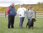 rottweiler females 12-18 month: 0119 Chandra Des Gladiateurs De Rottweil V1-rated
