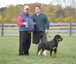 rottweiler females 12-18 month: 0131 Drybruckes Alysheba V4-rated