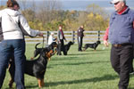 rottweiler females 12-18 month: DSC 0118