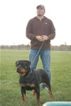 rottweilers females 18-24 months: 0171 Oxxi Vom PrinceHaus V3-rated