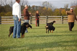 rottweilers females 18-24 months: DSC 0178