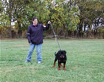 Rottweiler Puppies 4-6 month females: 0353 Eva Vom Verhungerton Fels VP3