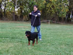 Rottweiler Puppies 4-6 month females: 0356 Eva Vom Verhungerton Fels VP3