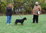 Rottweiler Puppies 4-6 month females: 0358 Ember Vom Verhungerton Fels VP2