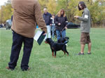 Rottweiler Puppies 4-6 month females: 0366 Emmi Vom Verhungerton Fels VP4