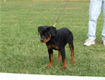 Rottweiler Puppies 4-6 month females: 0372 Girs Jule Von Warterr P