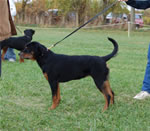 Rottweiler Puppies 6-9 month females: 0393 Haila Vom Waldbach P