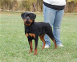 Rottweiler Puppies 6-9 month females: 0396 Windegos Patent Pending Vom Hamblin VP3
