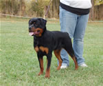 Rottweiler Puppies 6-9 month females: 0397 Windegos Patent Pending Vom Hamblin VP3