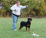 Rottweiler Puppies 6-9 month females: 0398 Windegos Patent Pending Vom Hamblin VP3
