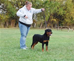 Rottweiler Puppies 6-9 month females: 0399 Windegos Patent Pending Vom Hamblin VP3