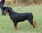 Rottweiler Puppies 6-9 month females: 0400 Windegos Leavin A Trademark Vom Hamblin VP2