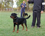 Rottweiler Puppies 6-9 month females: 0403 Face From Royal Breed VP4
