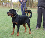 Rottweiler Puppies 6-9 month females: 0404 Face From Royal Breed VP4