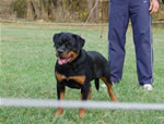 Rottweiler Puppies 6-9 month females: 0407 Havoc Vom Waldbach VP1 Best Female Puppy