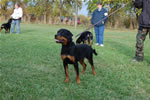 Rottweiler Puppies 6-9 month females: 0414 Nikita Von Scoscher P