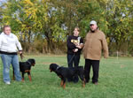 Rottweiler Puppies 6-9 month females: 0418 Windegos Leavin A Trademark Vom Hamblin VP2